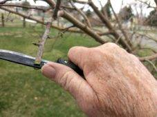 How To Graft a Fruit Tree [Your Garden Will Thank You]