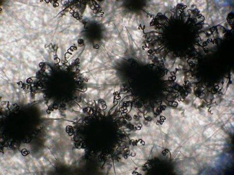 Chaetomium mold