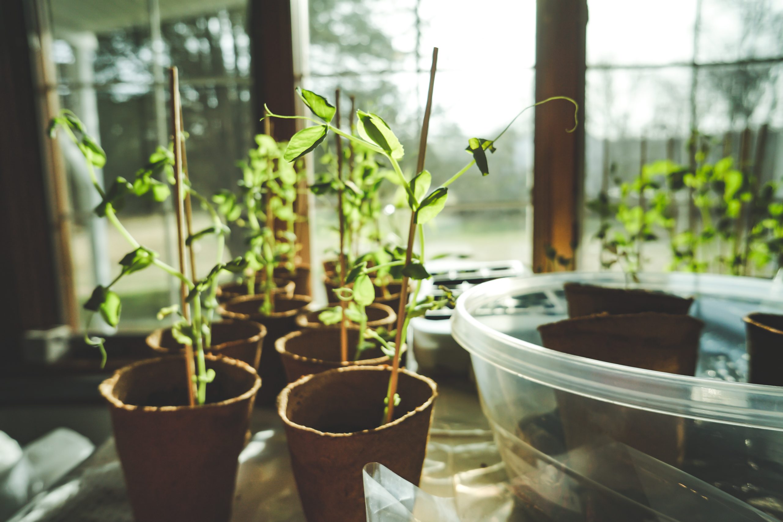 small plants growing indoors