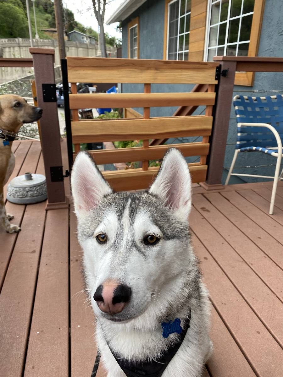 Deck Gate To Protect Pets