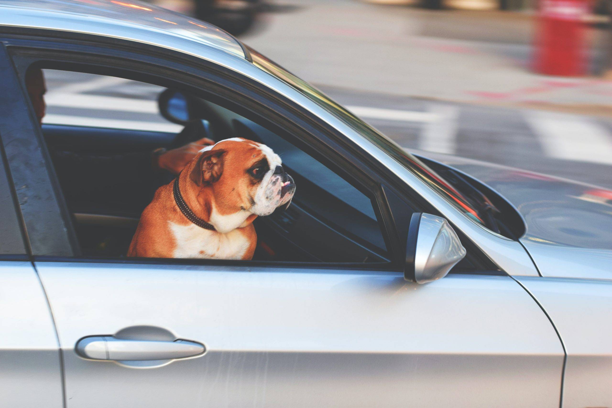 Dog staring out the window of a running car