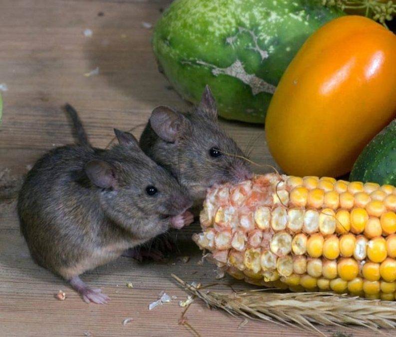 How to Keep Mice Away From Your Bed ManMadeDIY