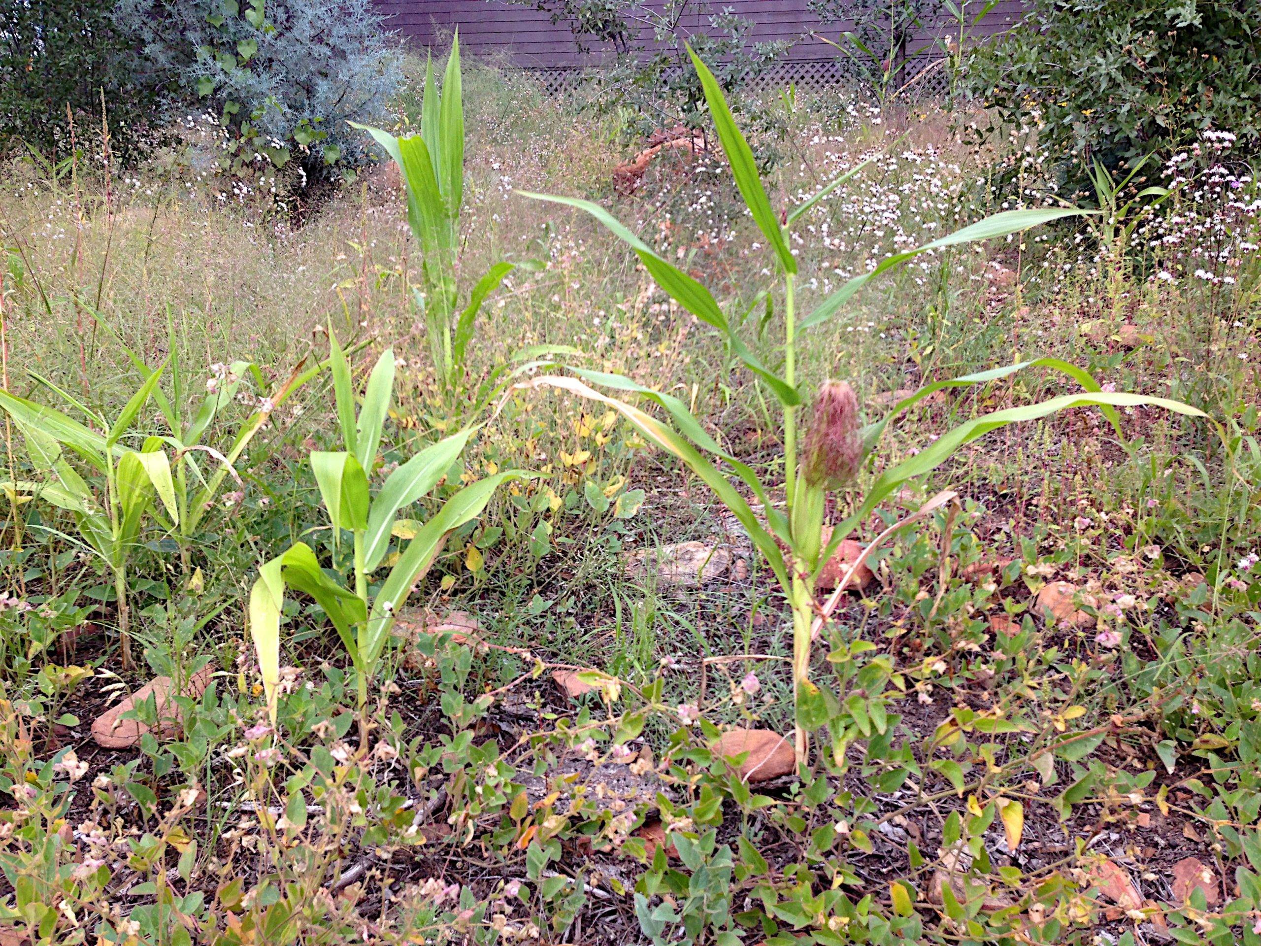 Wild Corn Confirmation