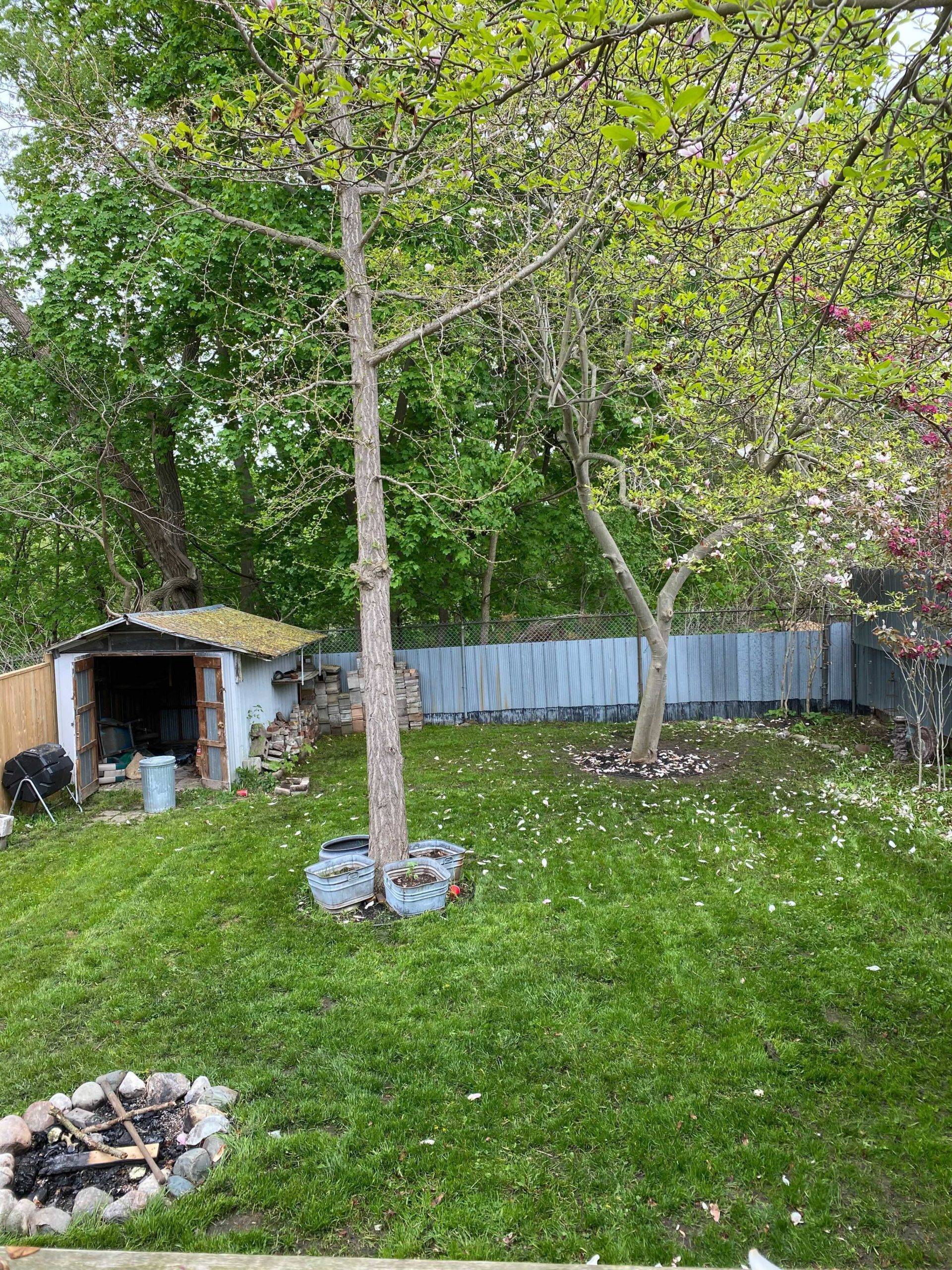 lawn after the weeds were naturally removed