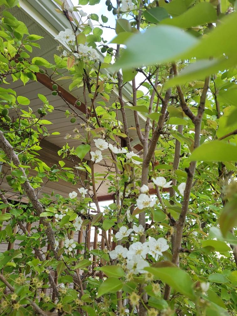 pear tree zone three fruit