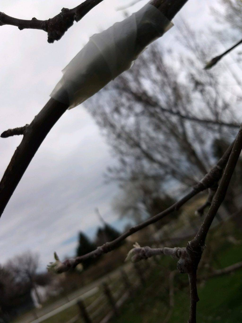 completed graft on apple tree