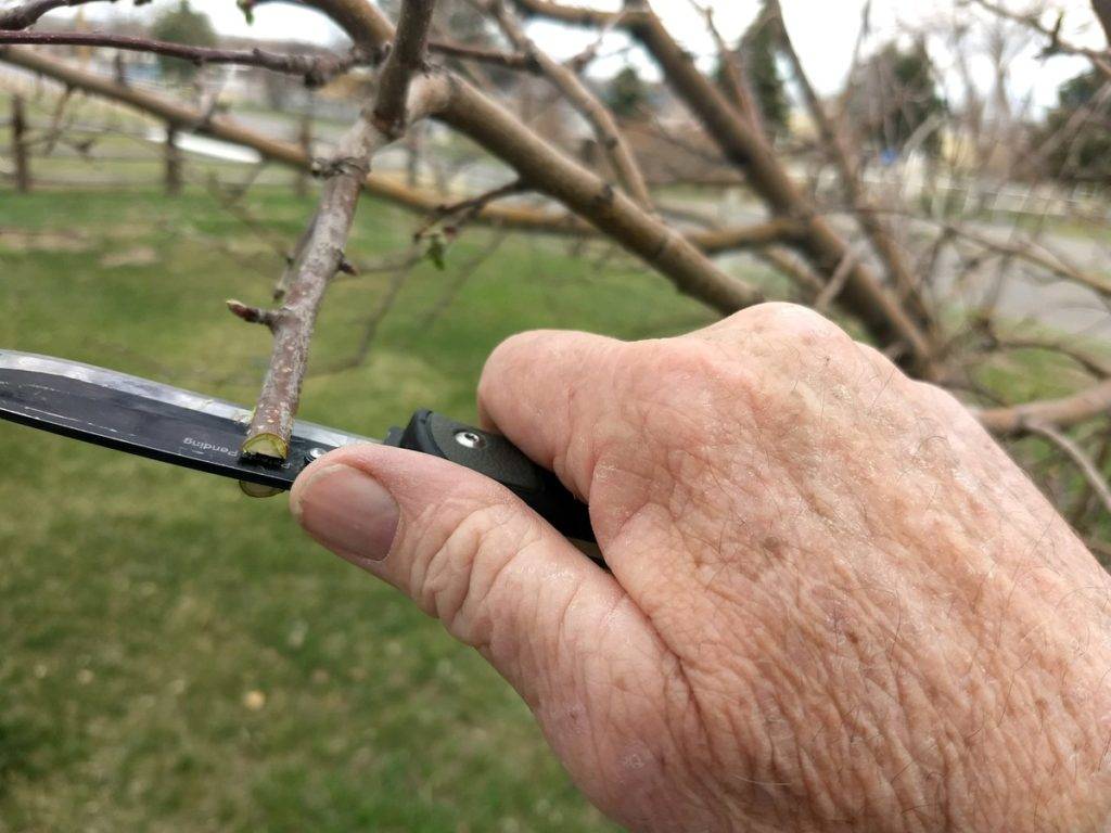 splicing a tree branch for grafting