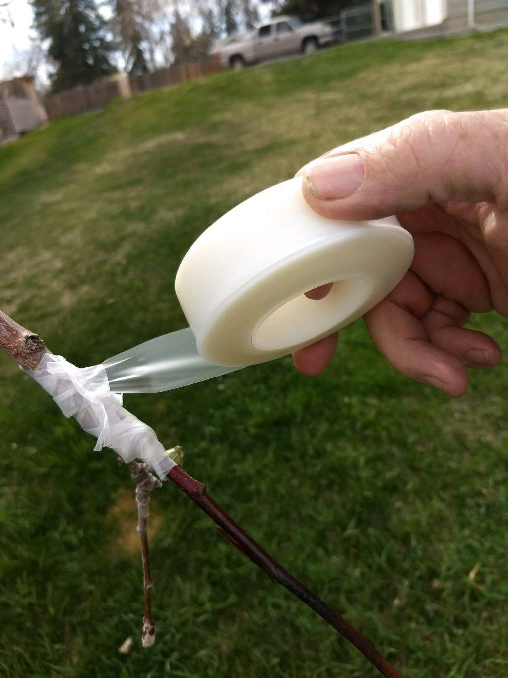 wrapping a freshly grafted limb with wax tape