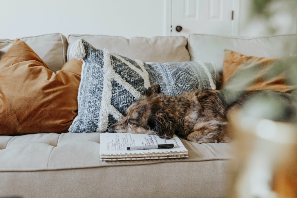 dog lying on microfiber suede couch