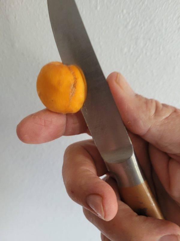 How To Dehydrate Apricots For The Perfect Summer Snack ManMadeDIY