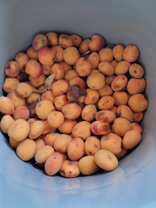How To Dehydrate Apricots For The Perfect Summer Snack ManMadeDIY