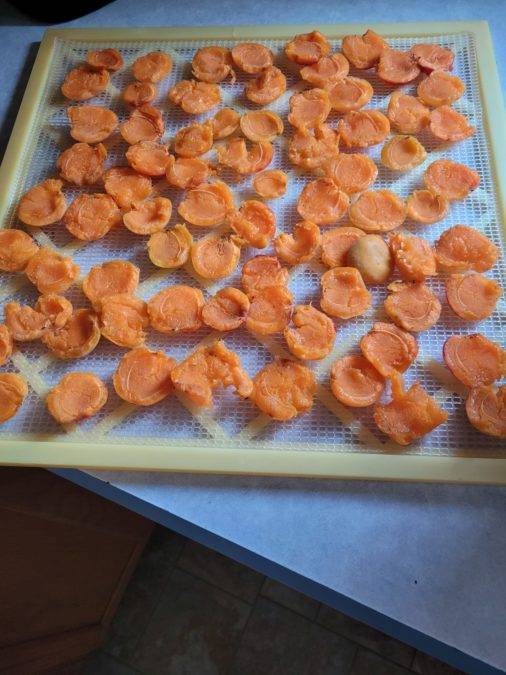 How To Dehydrate Apricots For The Perfect Summer Snack ManMadeDIY