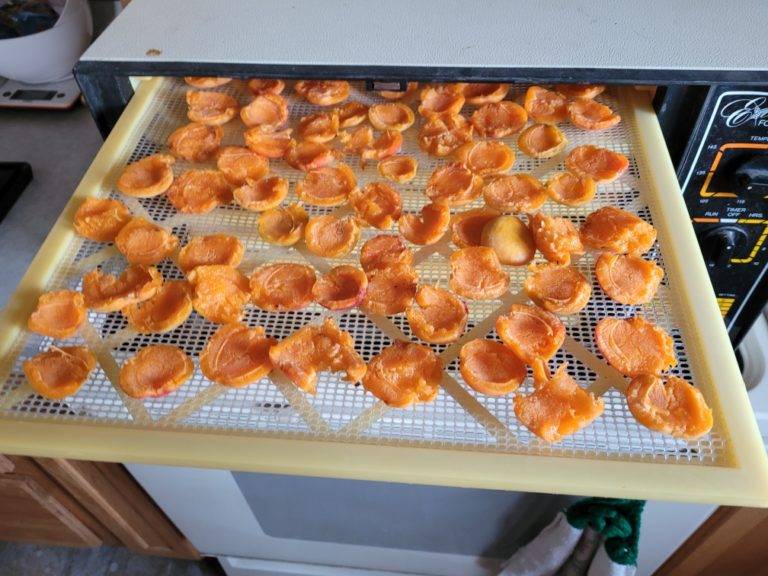 How To Dehydrate Apricots For The Perfect Summer Snack ManMadeDIY