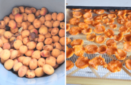 How To Dehydrate Apricots For The Perfect Summer Snack