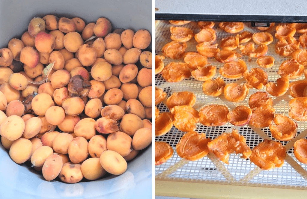 How To Dehydrate Apricots For The Perfect Summer Snack ManMadeDIY
