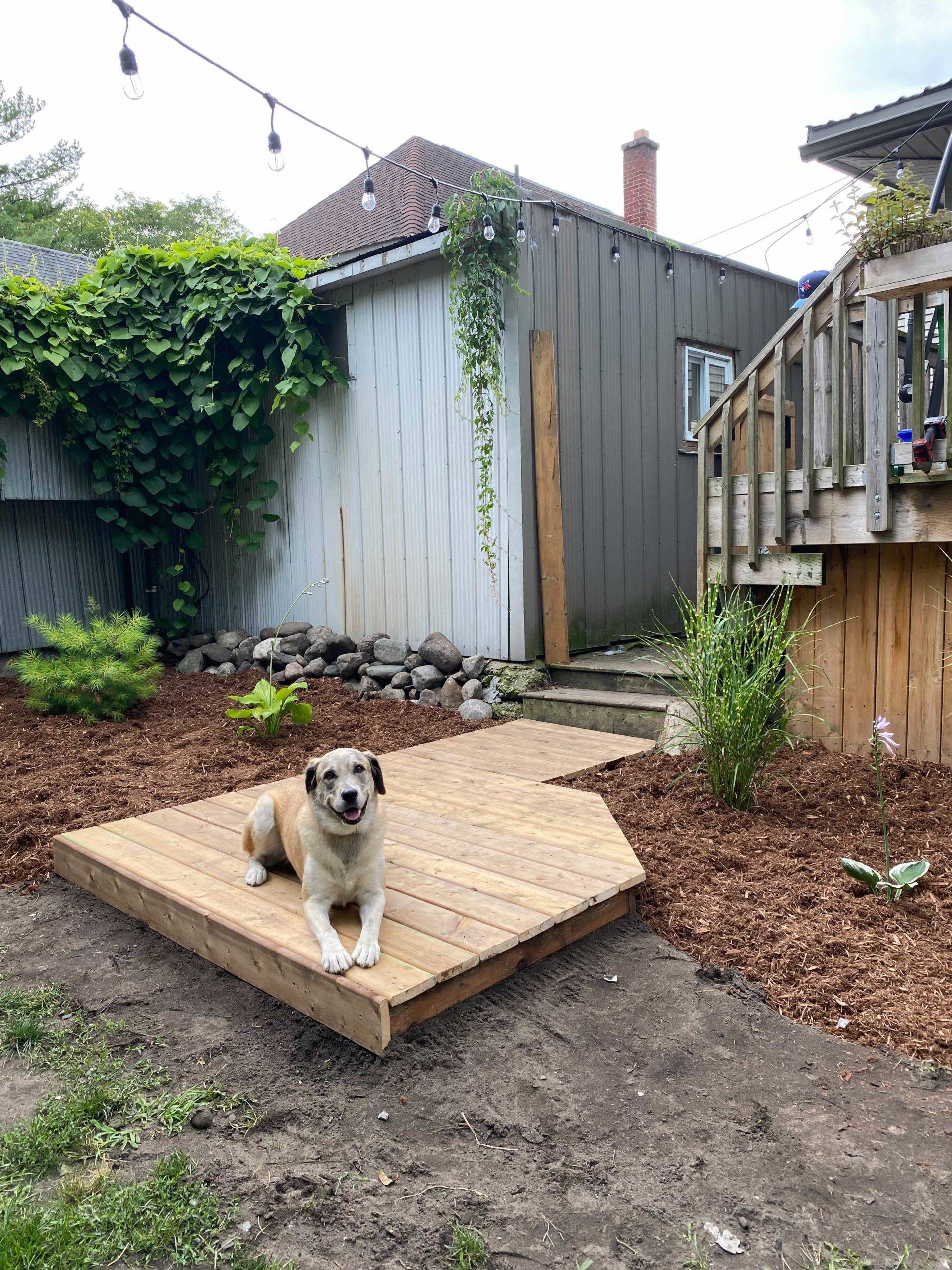 dog sitting on boardwalk in backyard