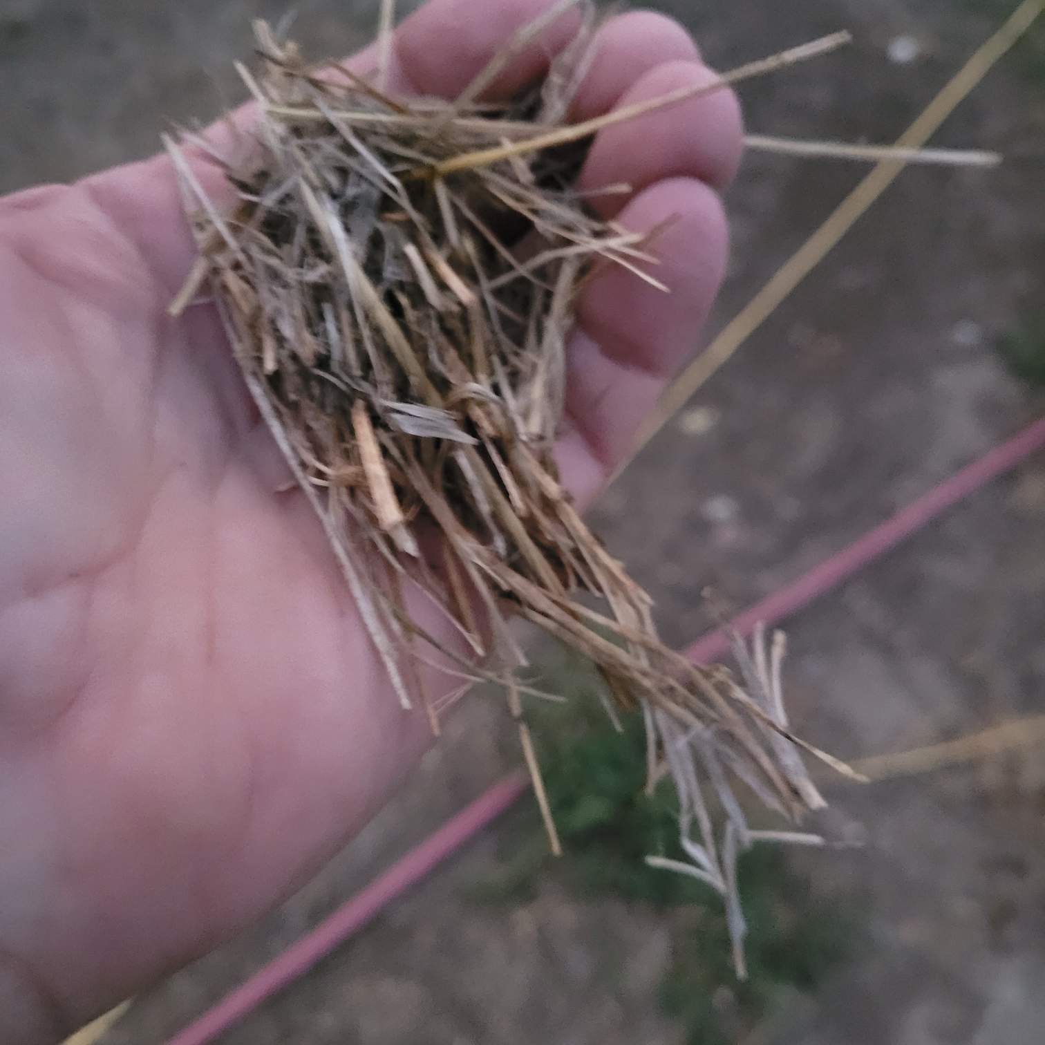 dry grass