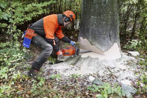 Worker with protective gear cutting down a tree.
