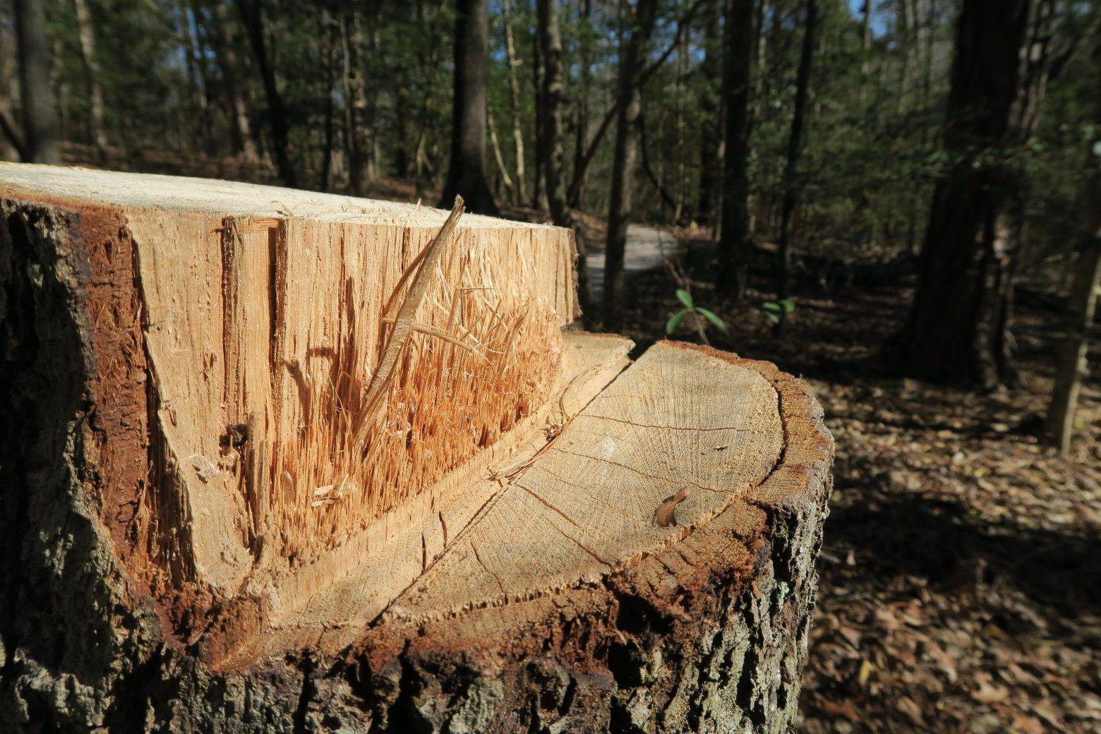 tree cutting