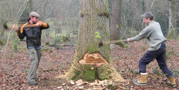 Two people are cutting a tree in the forest using axes, the tree is labeled "2" using bright yellow paint.