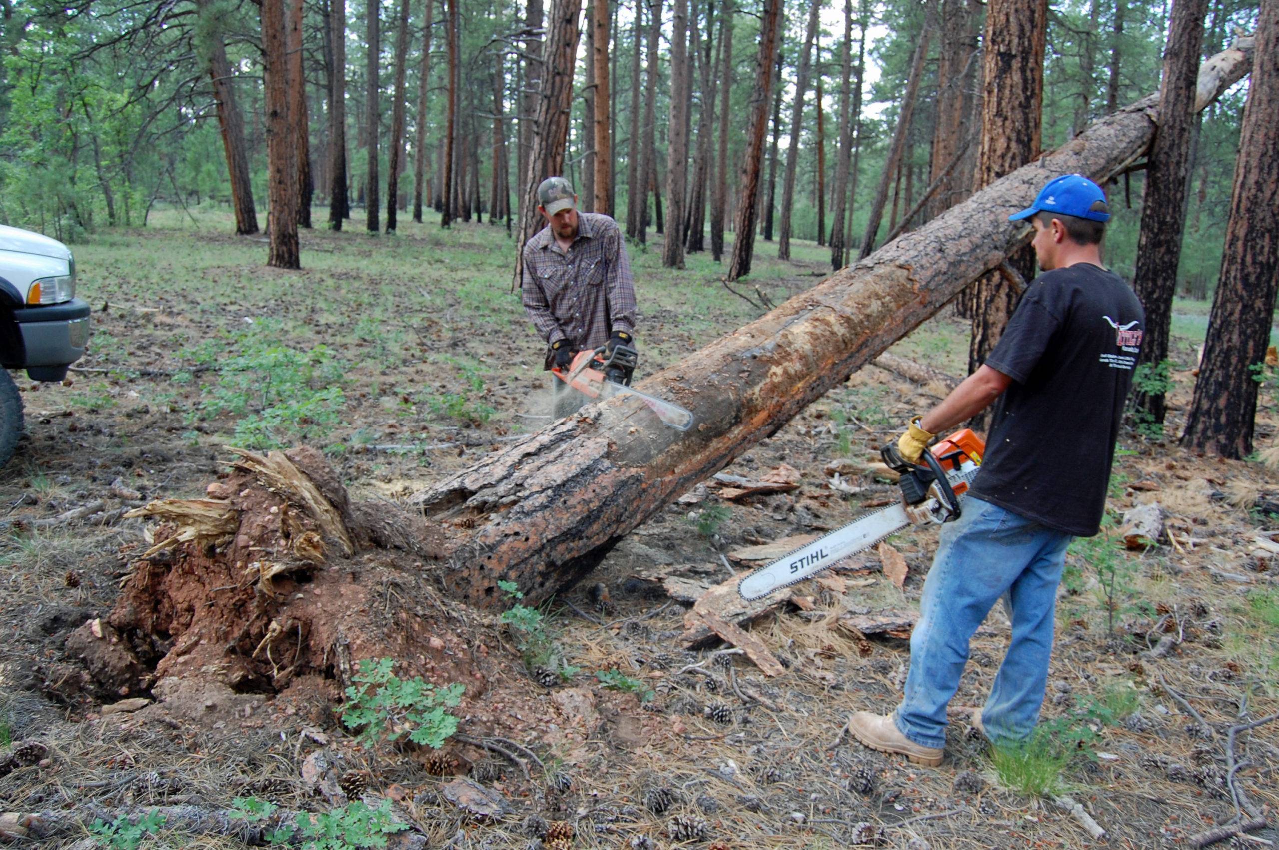 Two workers with chainsaws cutting down a blown-down tree.