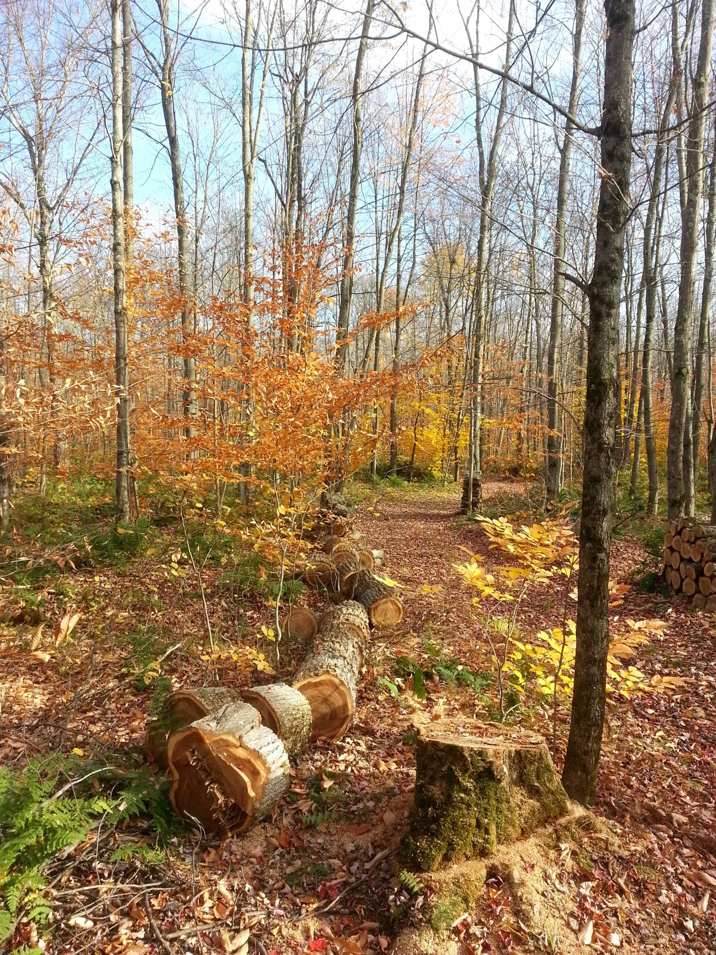 tree cutting