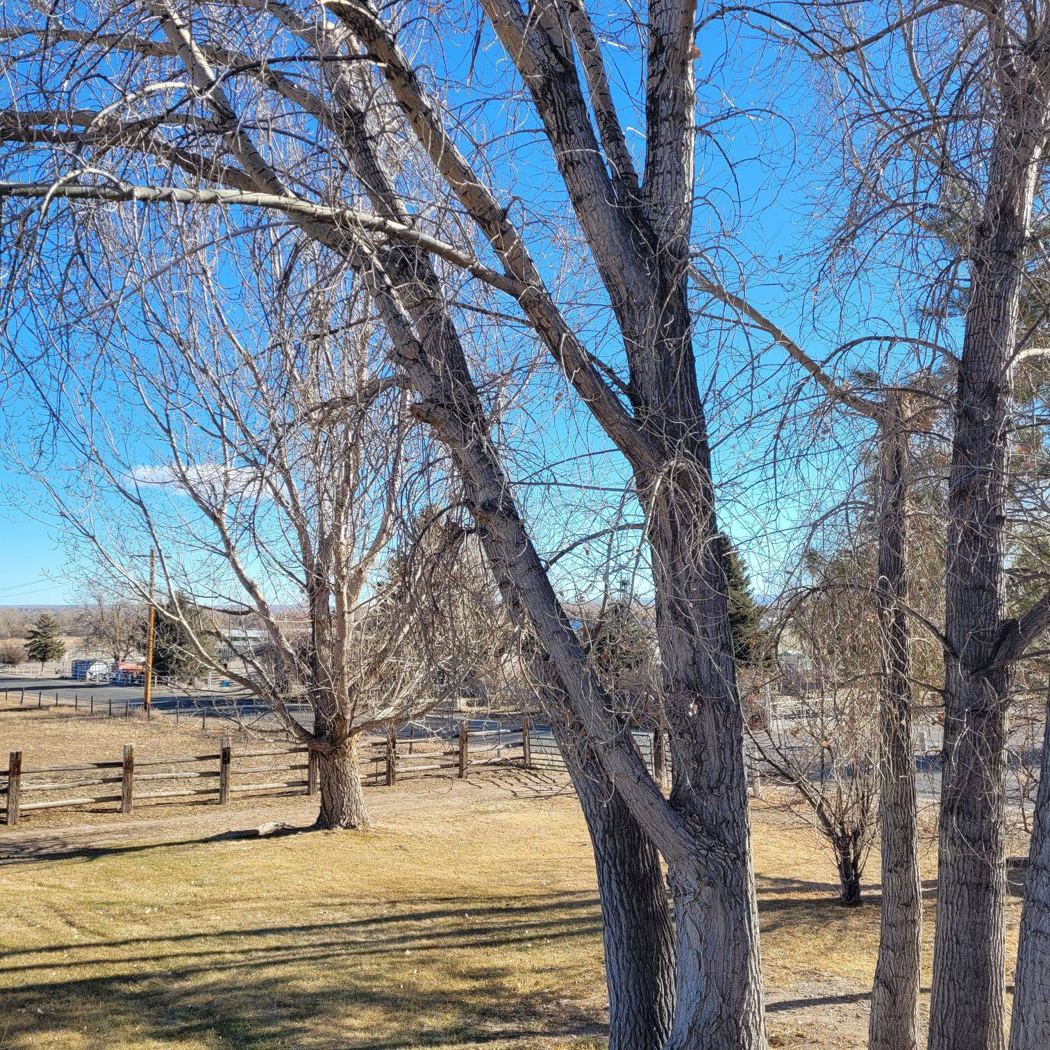 A picture of trees in fall that have no leaves.