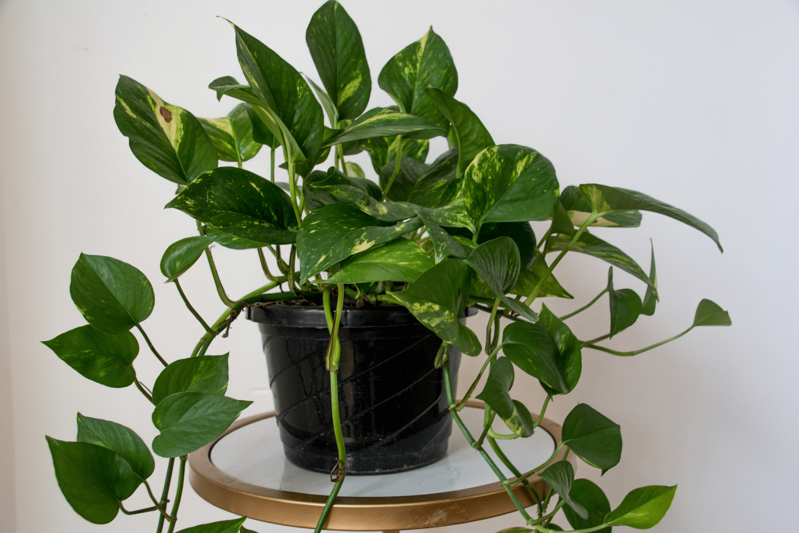 Pothos in a pot on top of a table