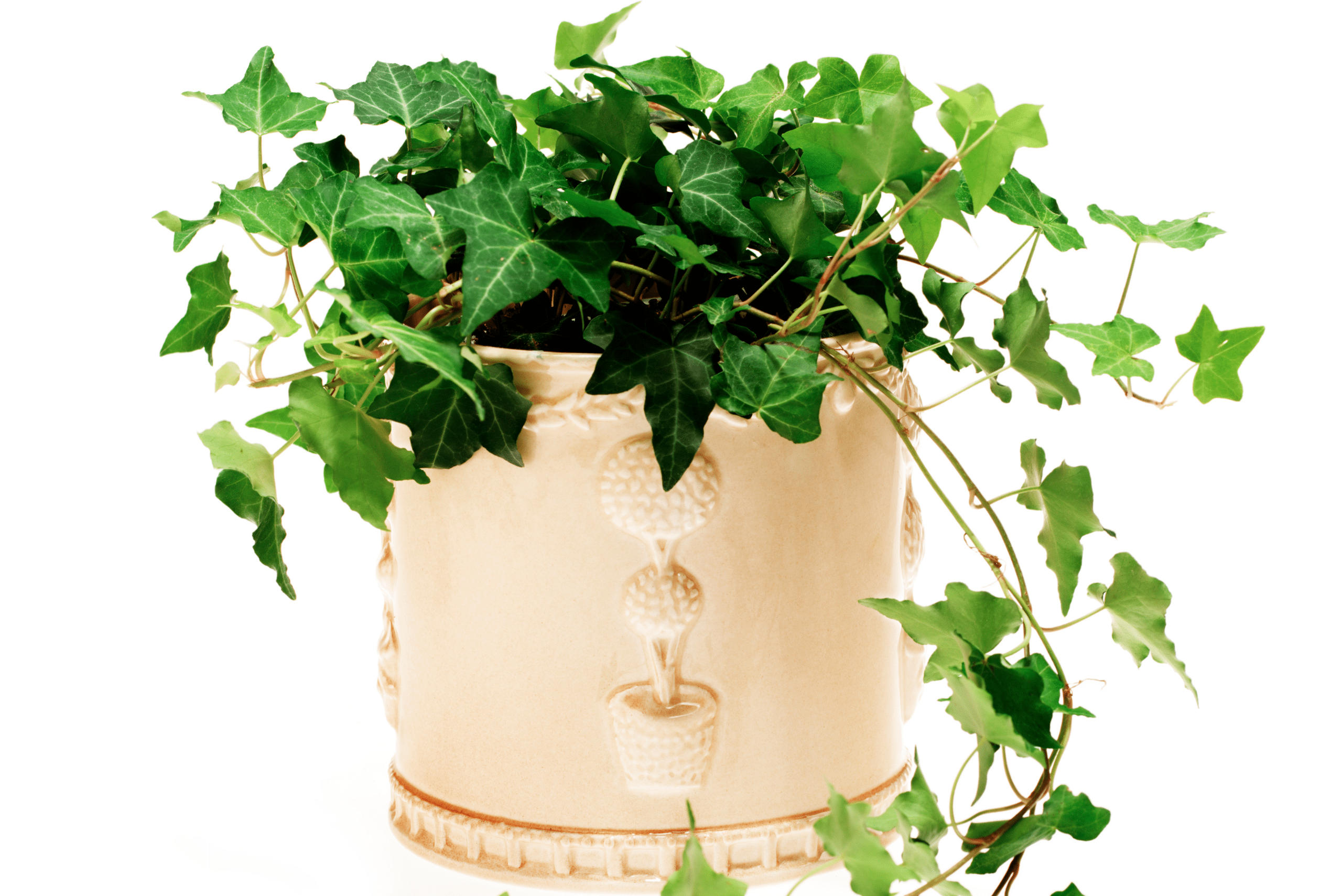 English Ivy plant in a large decorative pot