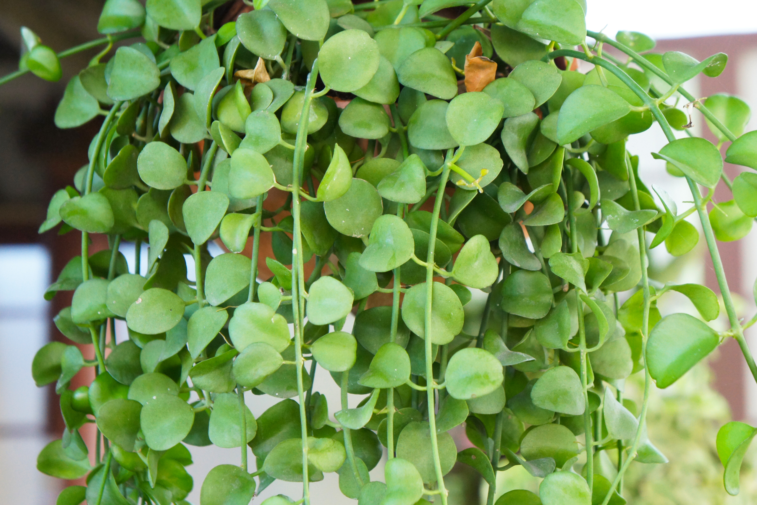 String of Nickels in a common brown pot