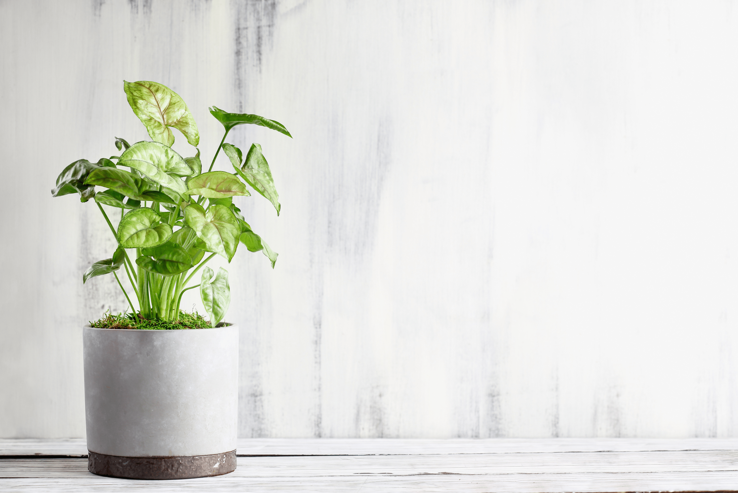 Arrowhead Plant in a sleek grey with black bottom concrete pot