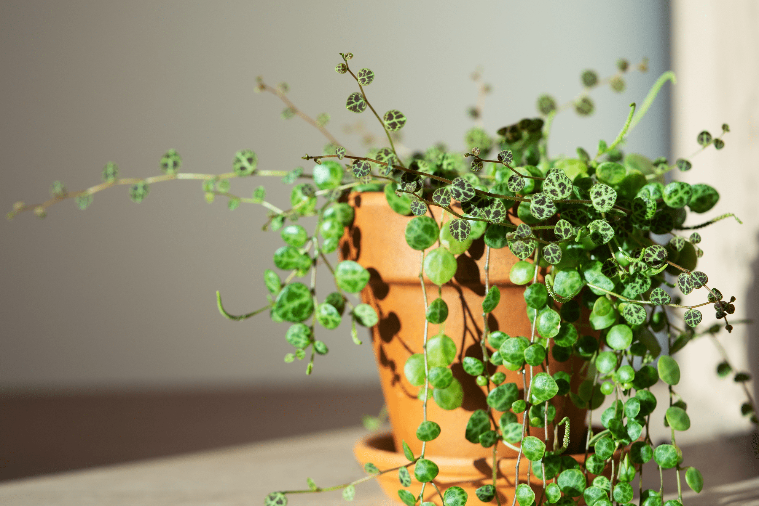 String of Turtles plant in a clay pot