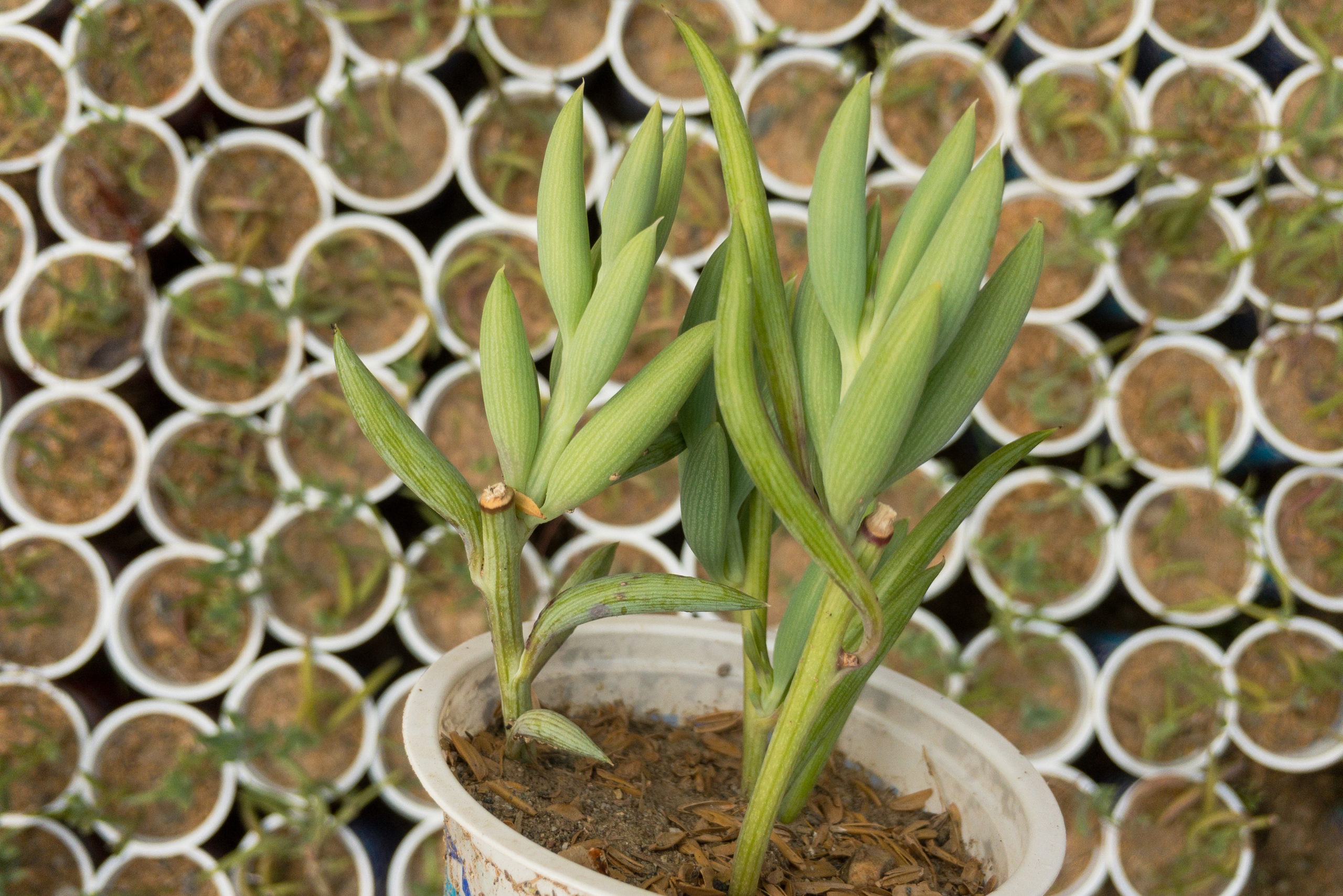 A closeup of a String of Bananas pot with many more in the background