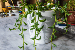 Indoor Vining Plants—Embracing Nature Indoors
