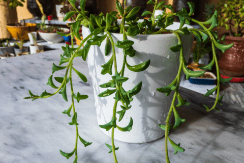 String of Dolphins in a large white pot