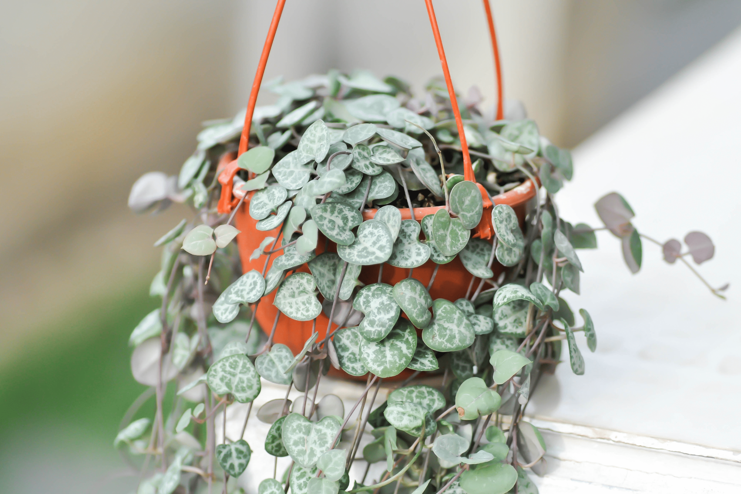 String of Hearts plant in an orange hanging pot