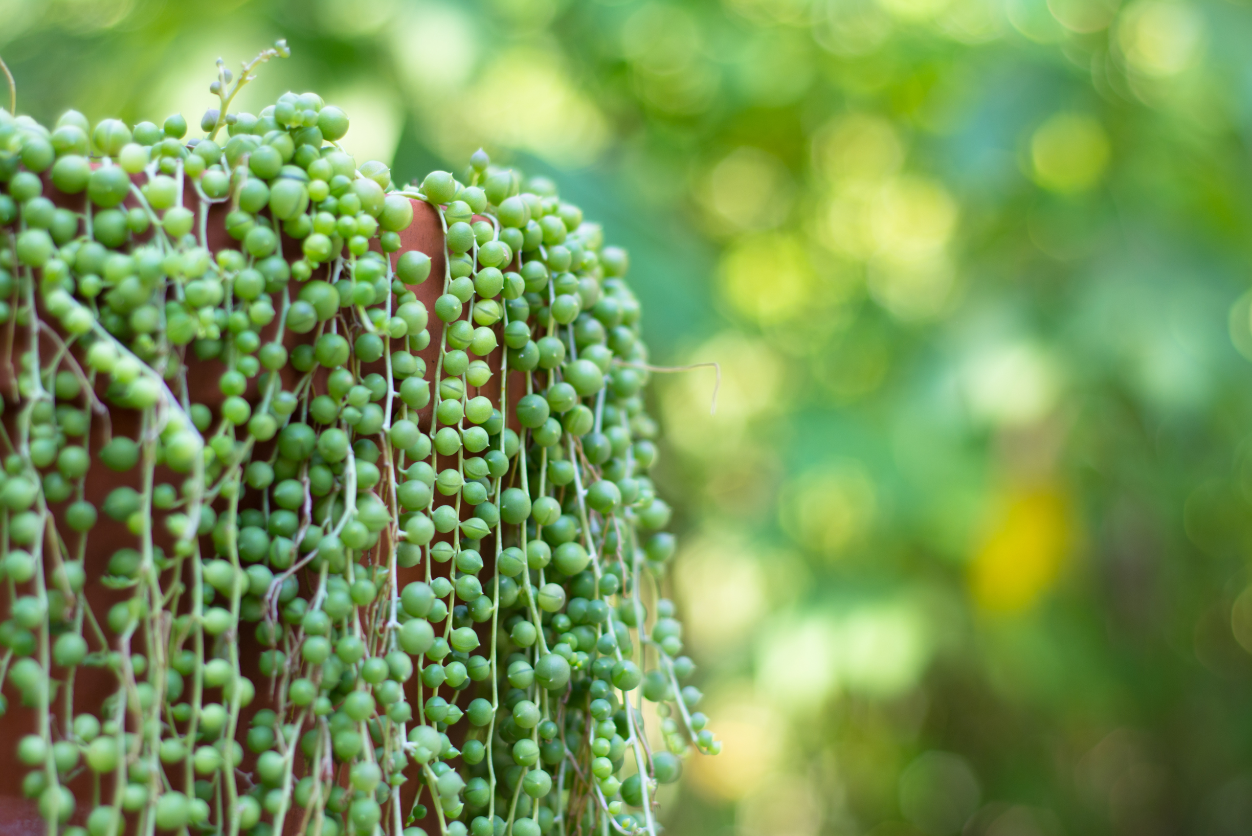 String of Pearls hanging down from a clay pot