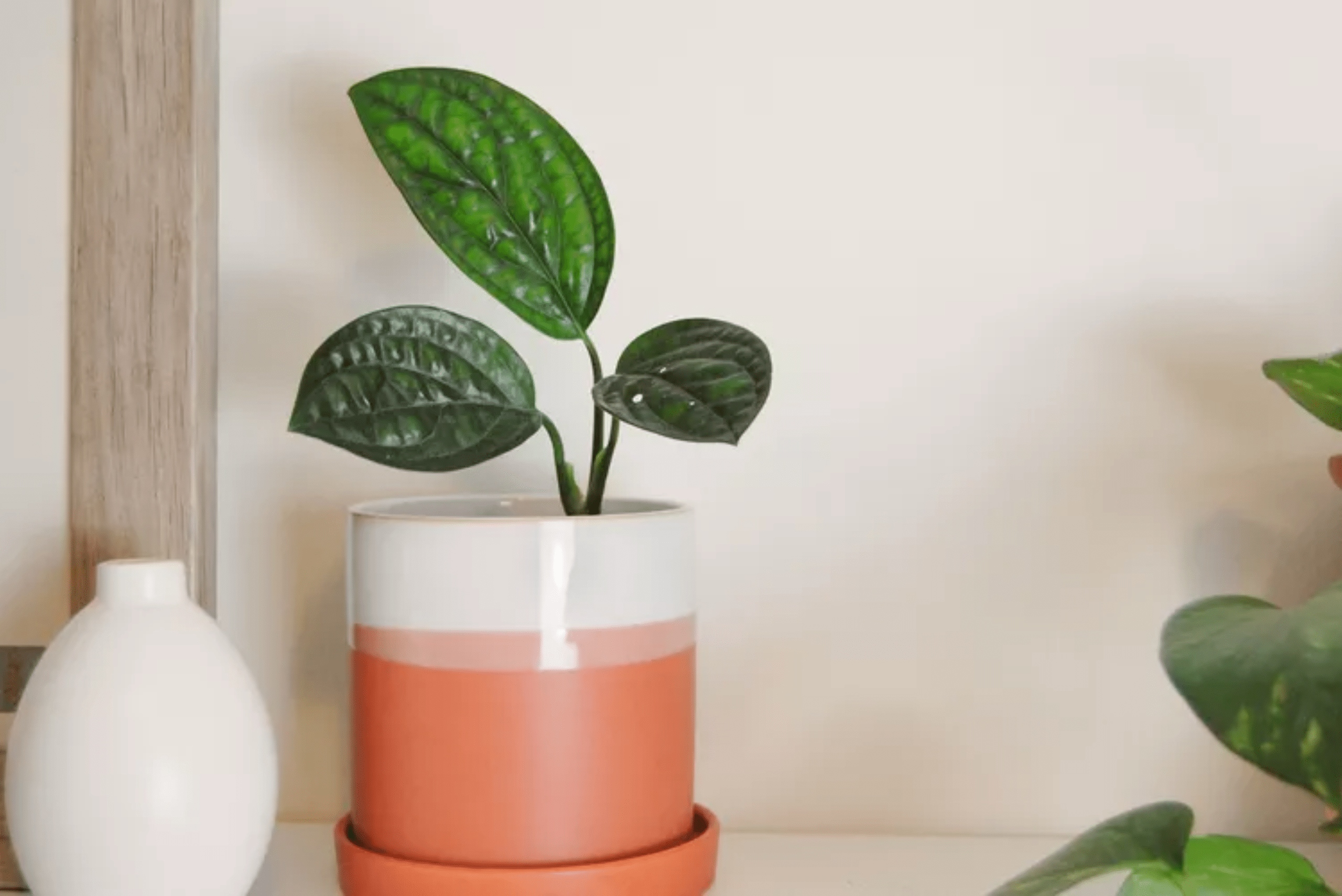 Monstera Peru plant in a pink and white pot