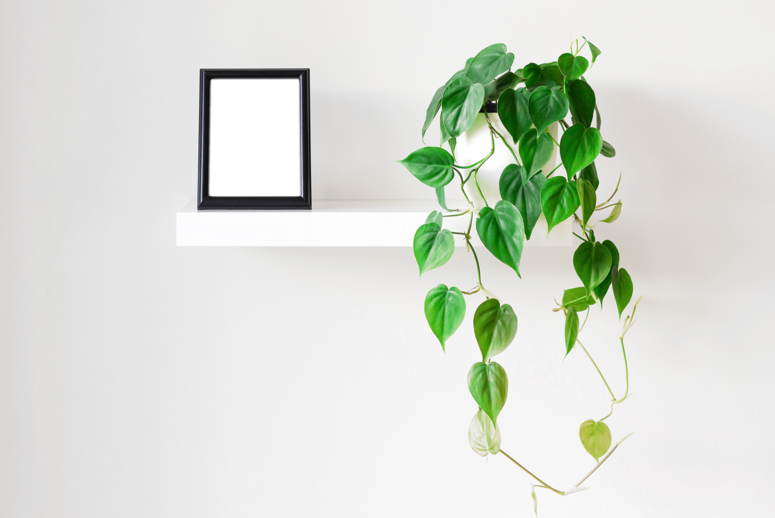 Heartleaf Philodendron plant on a white shelf