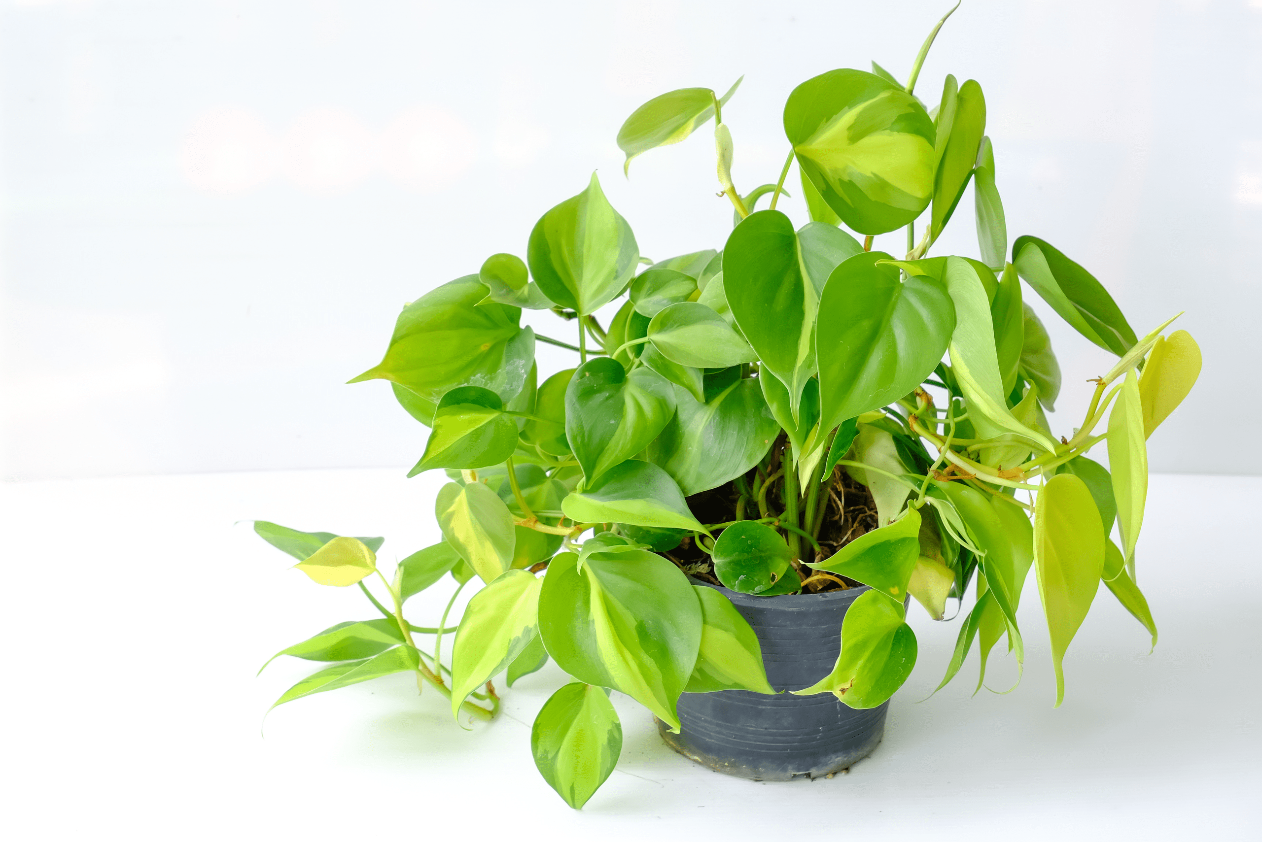 Brasil Philodendron plant in a pot