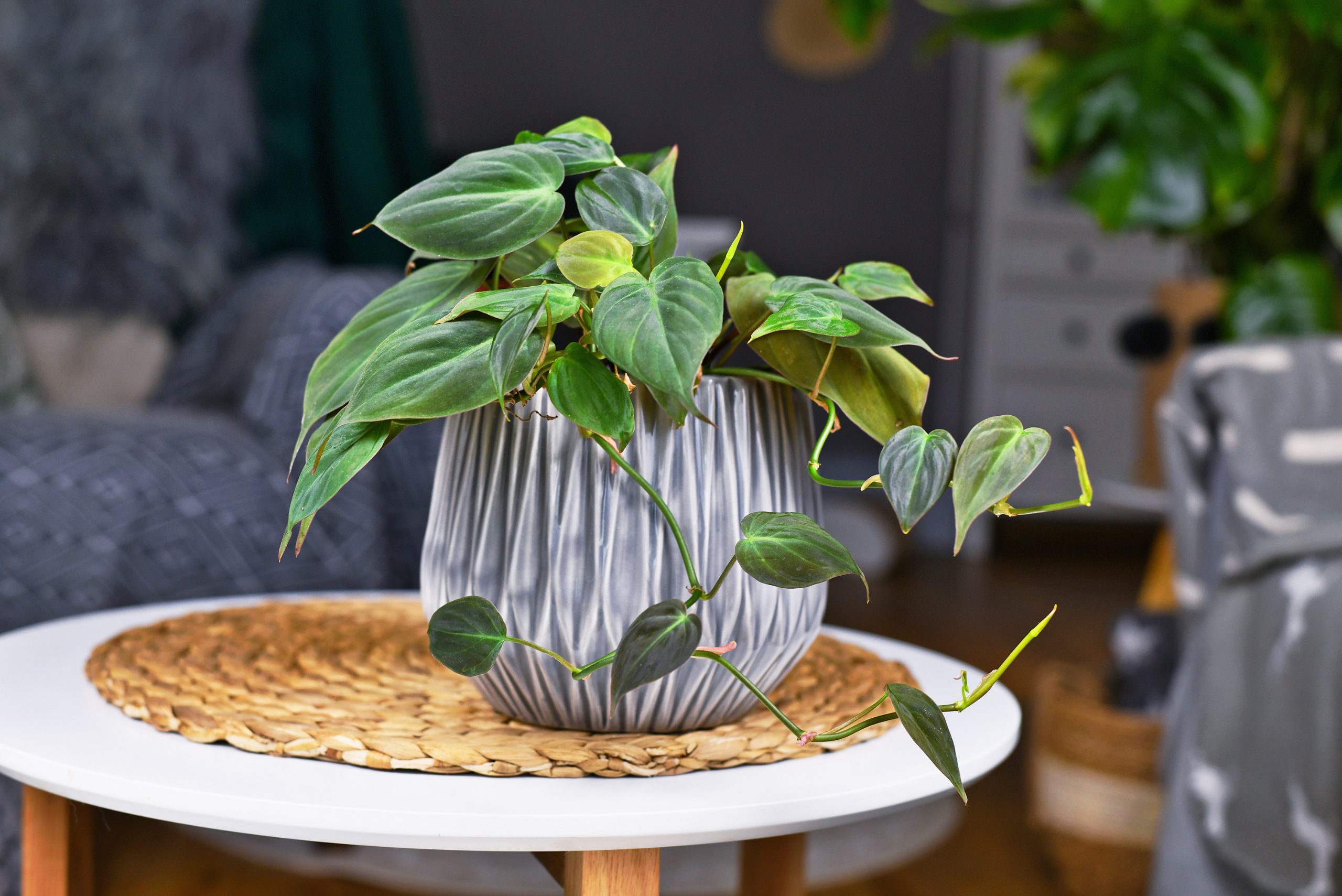 Philodendron Micans plant in a grey pot on top of a white table