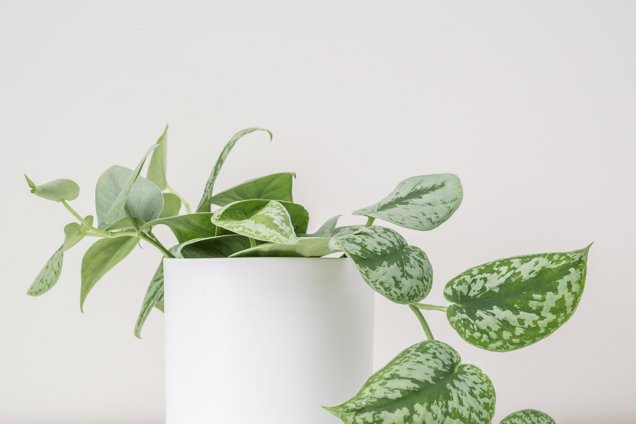 Satin Pothos in a white pot