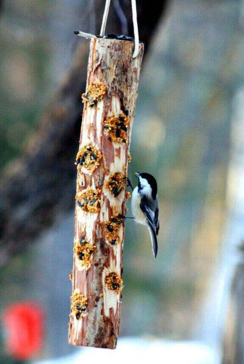 wooden bird feeder