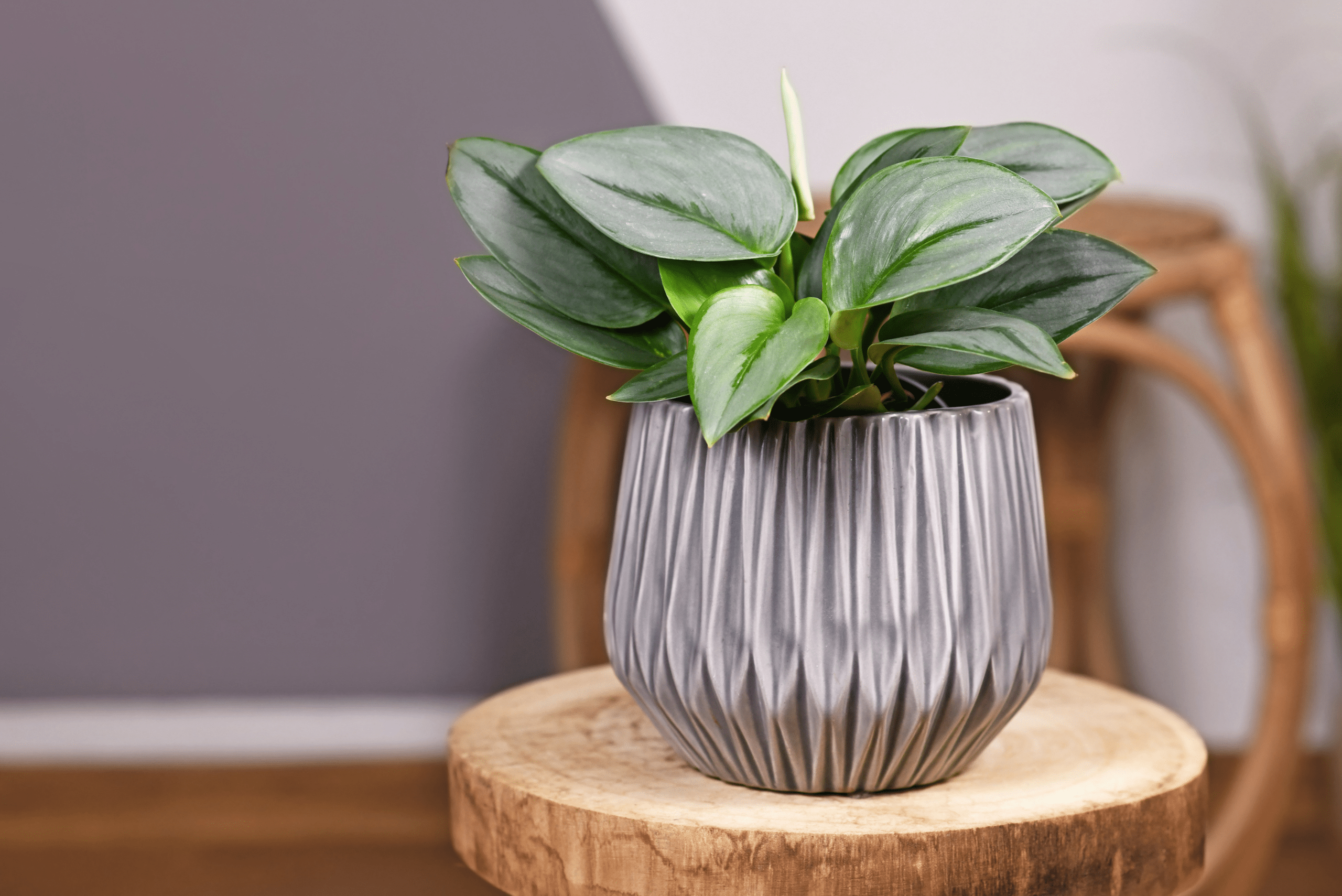 Scindapsus Treubii ‘Moonlight’ plant in a grey pot on top of a wood table