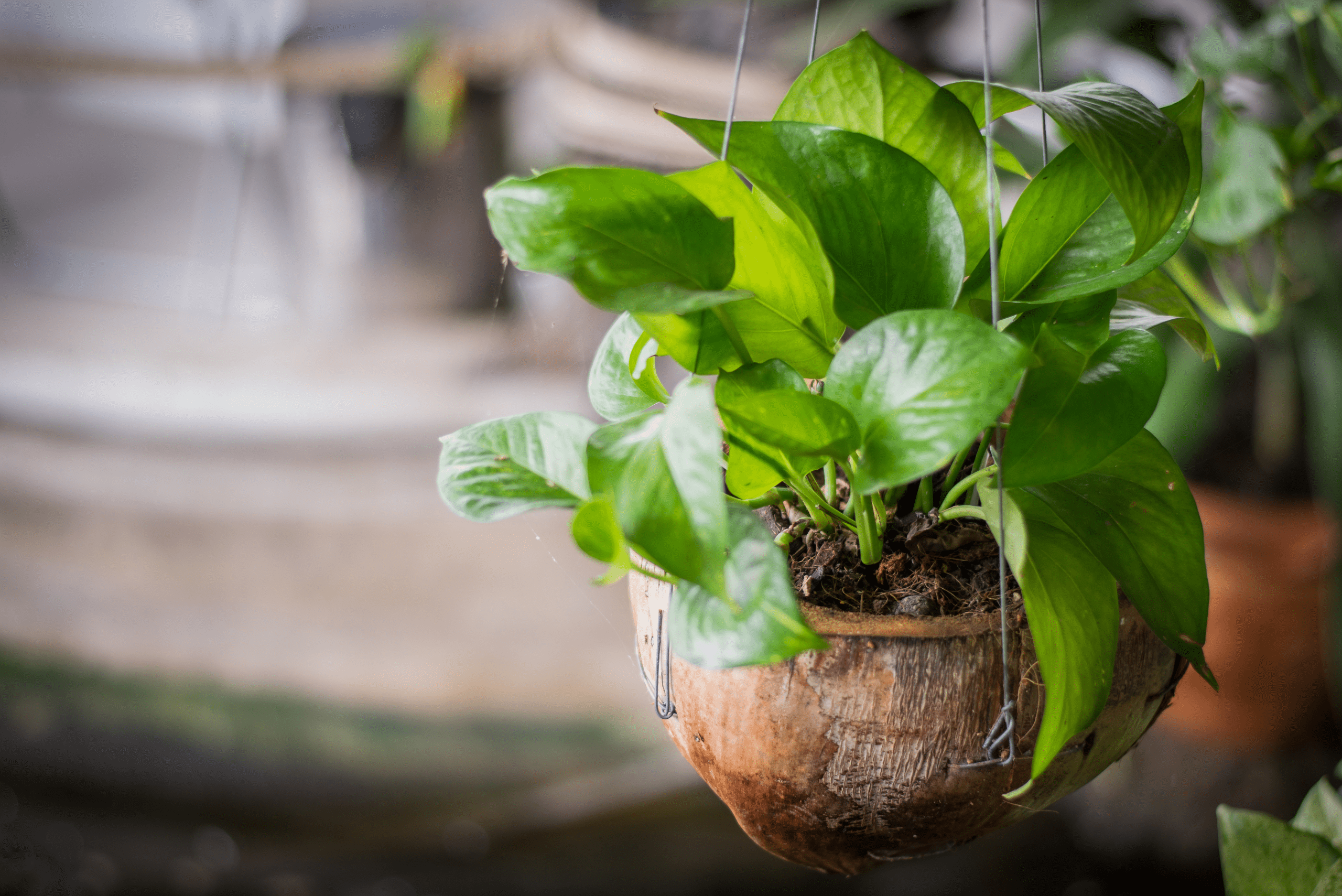Betel Leaf plant in a round-shaped pot