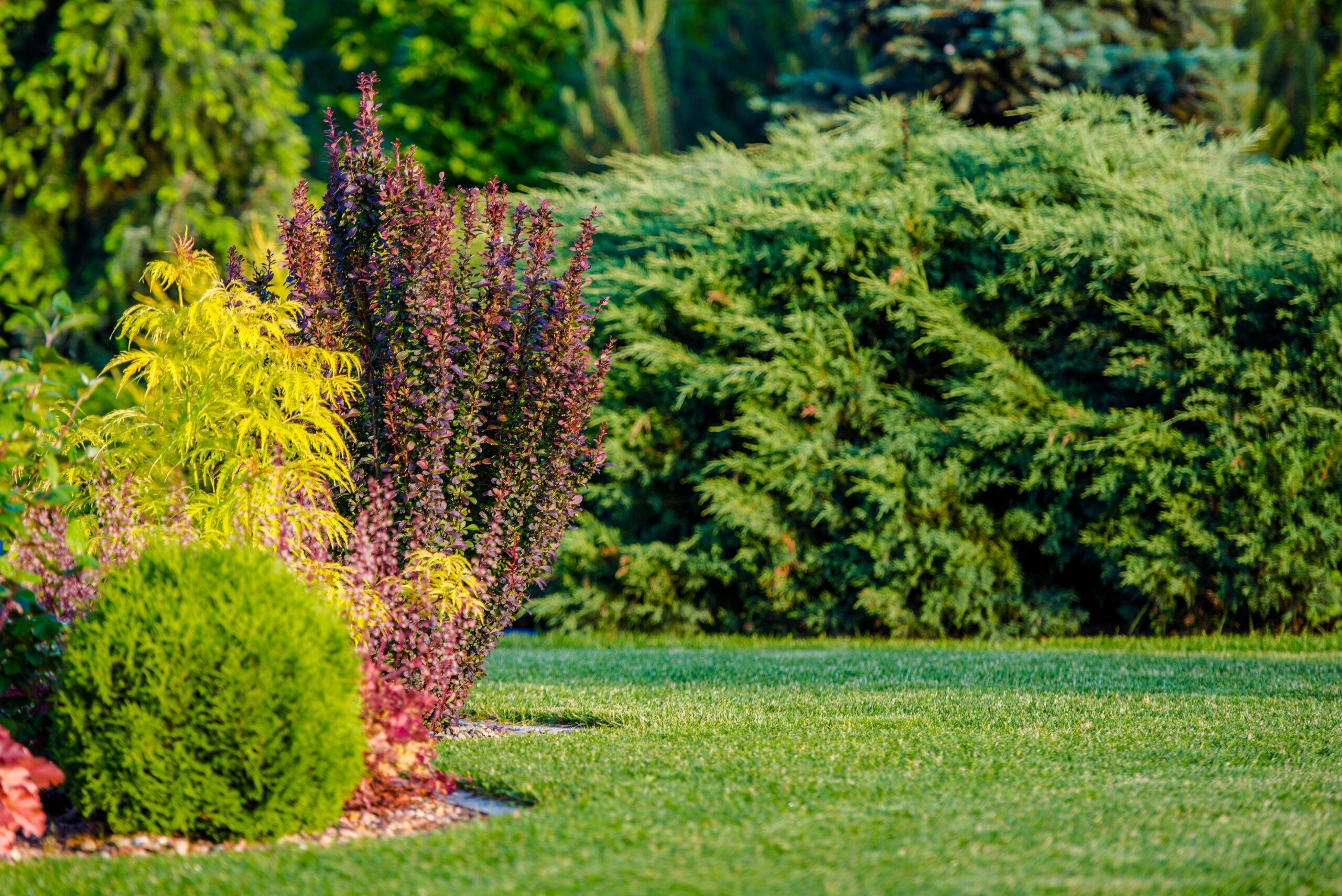 green backyard with various trees and foliage