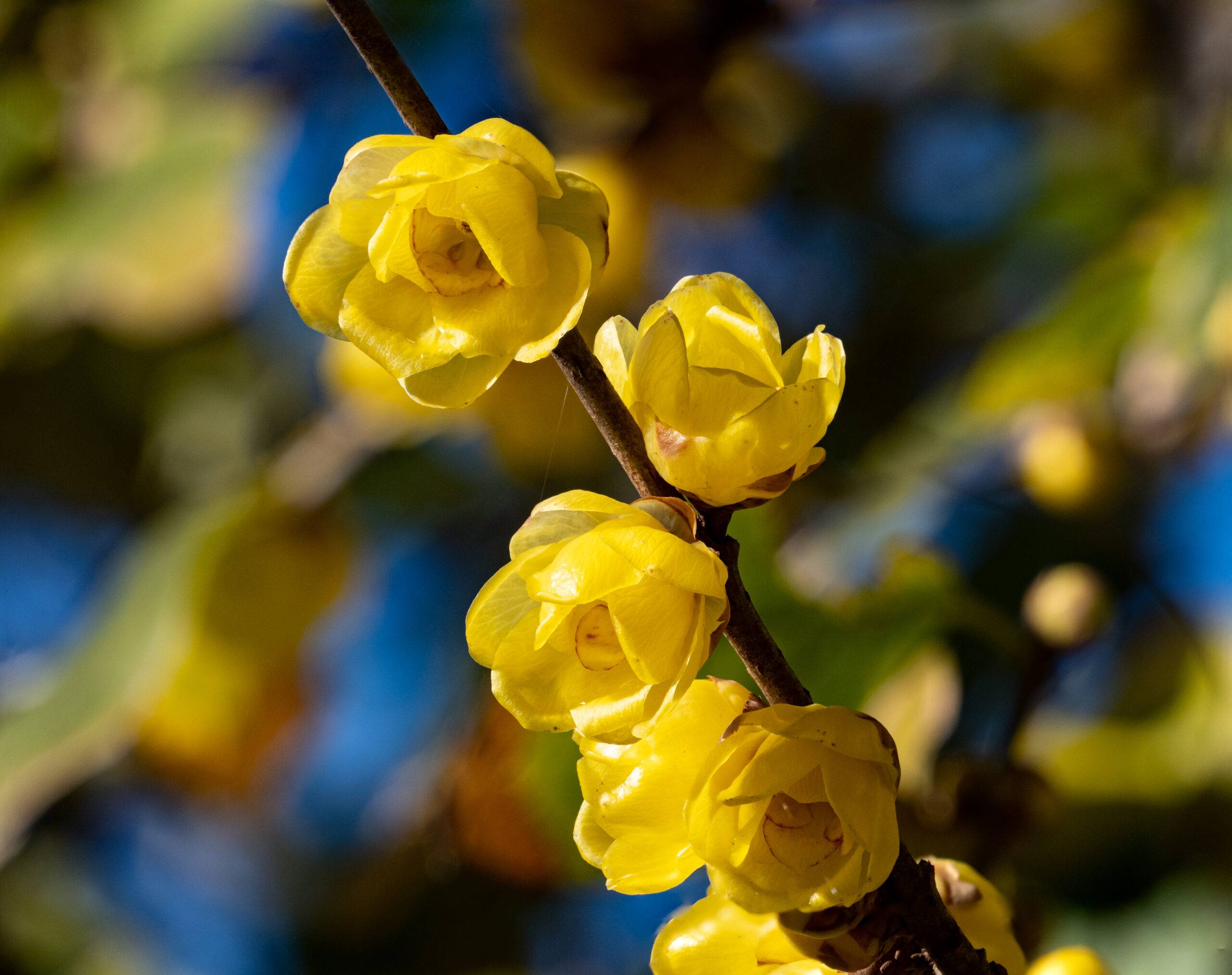 close up of some wintersweet in bloom