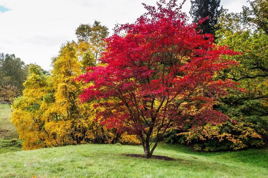 bright red japanese maple tree in garden
