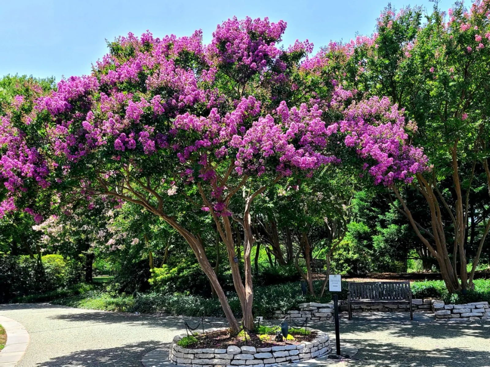 purple blooming crepe myrtle tree