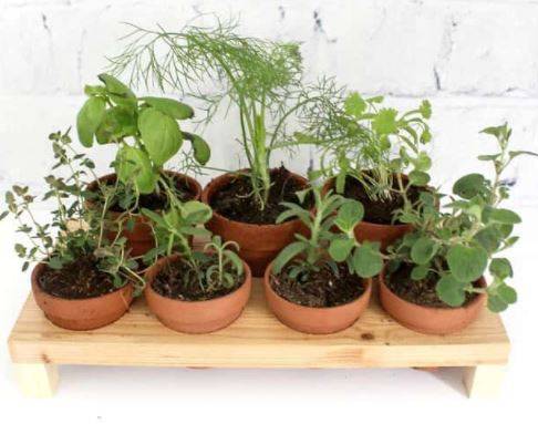 wood indoor herb garden holder